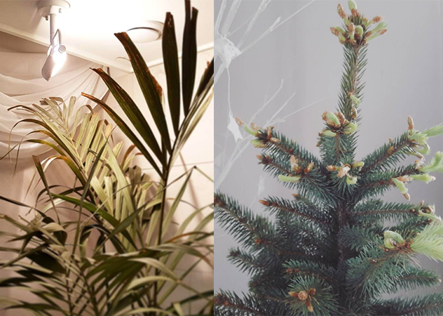 植栽