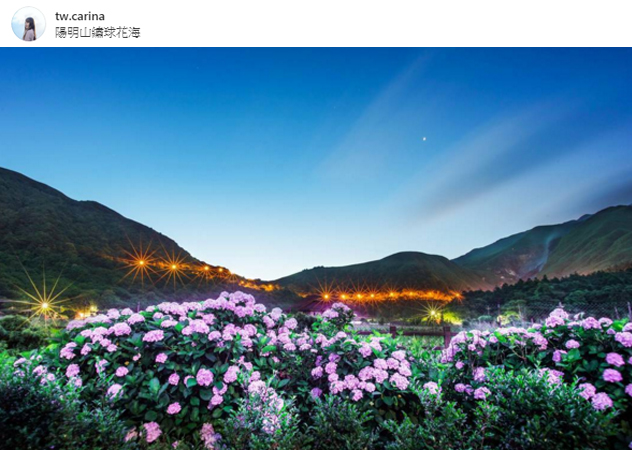 陽明山繡球花海