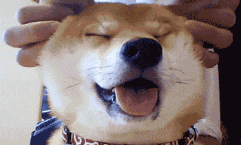 柴犬