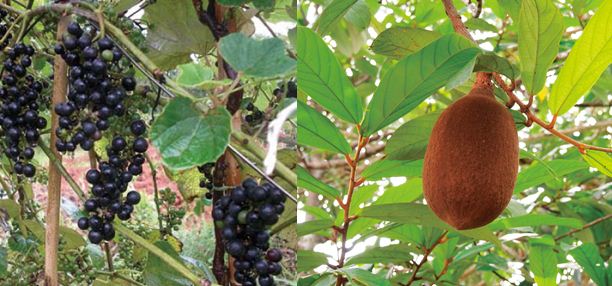 對肌膚許願：我要閃亮美人肌