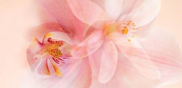 迷人橙花&蘭花，交織出格拉斯風情女人香