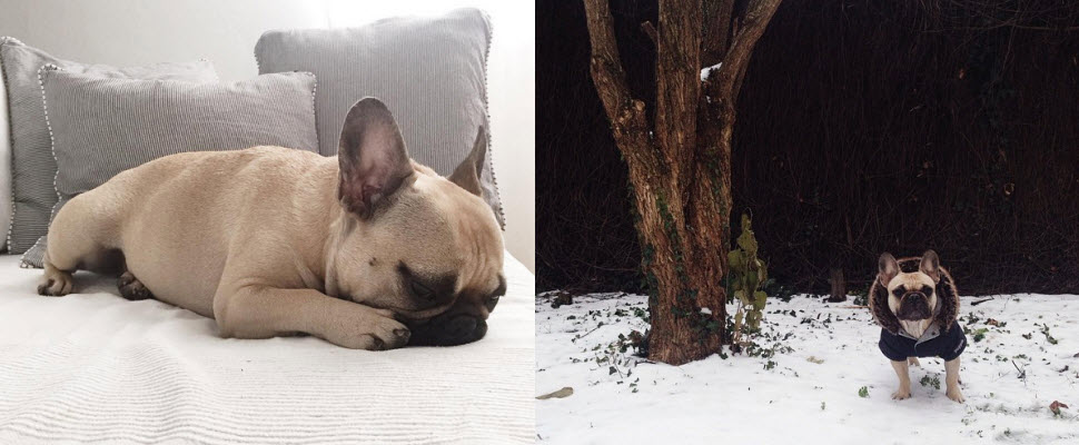 超萌法鬥犬，讓你想跟牠一起睡覺覺