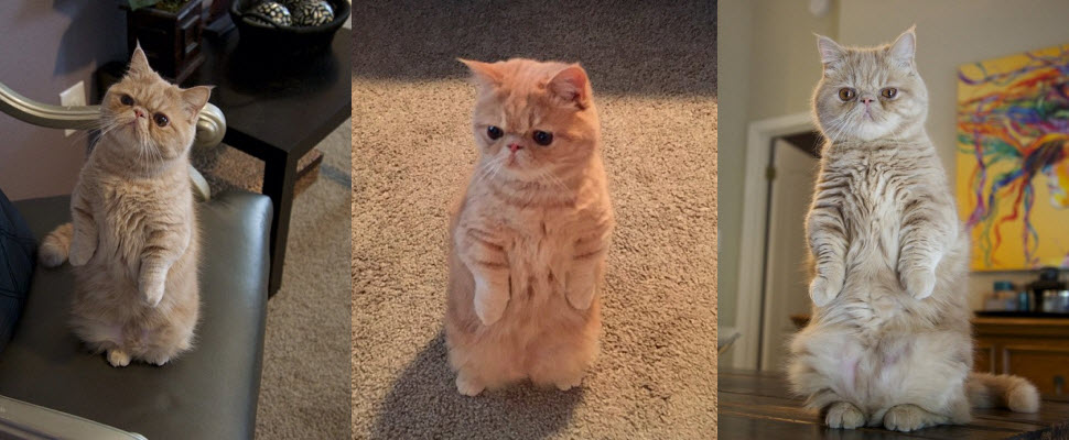 超萌喵星人就是喜歡跟人類一樣站著行動！