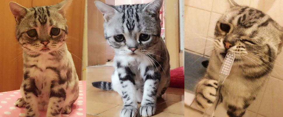 全世界最哀傷的貓，喵星人Luhu用眼神融化你的心