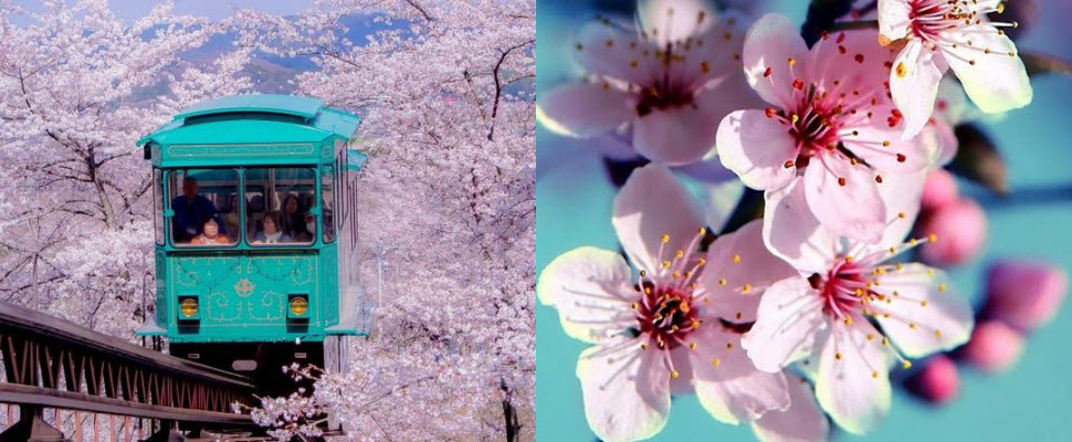 櫻花梅花桃花傻傻分不清，日本人教你輕鬆分辨！｜知識文