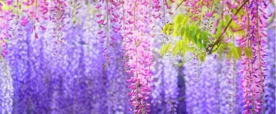 單身女孩看過來！即將要進入桃花最高峰的三個星座女孩，妳上榜了嗎？