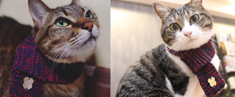 貓星人專屬圍巾！圍上它貓咪也可以化身成暖男喔～