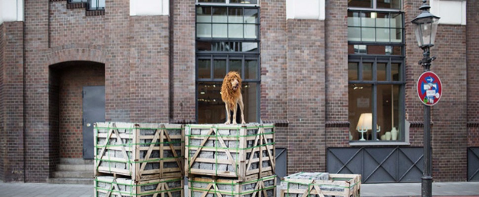 在電扶梯上遇到一隻獅子，原來背後有個感人的故事～