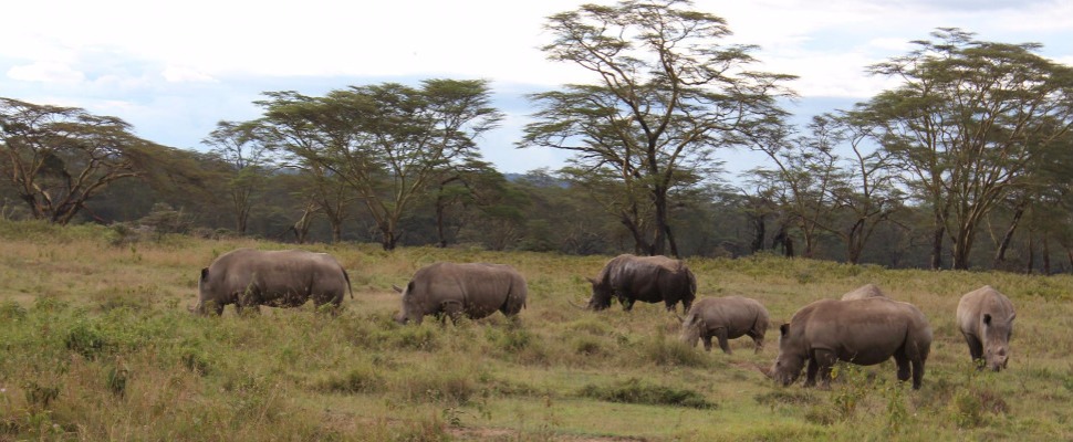 人生必住旅館（4）—在非洲與野生動物一起玩耍