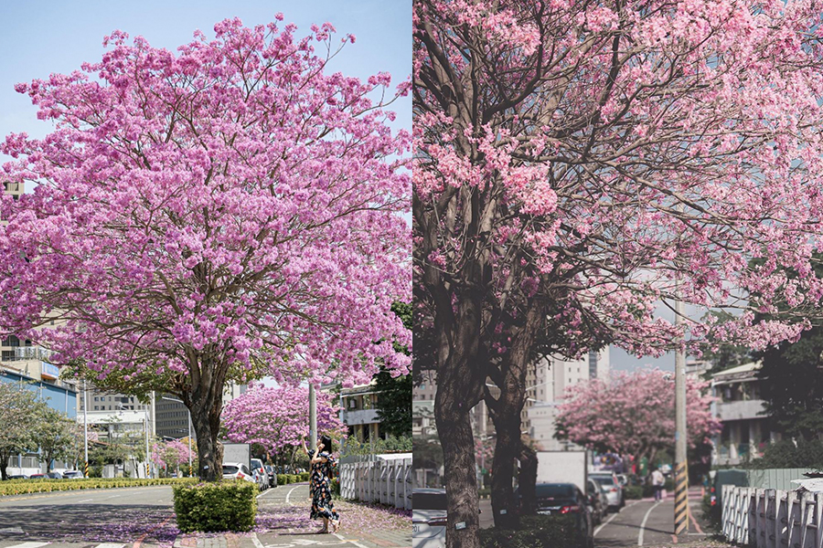 花季-台中「和平國小」